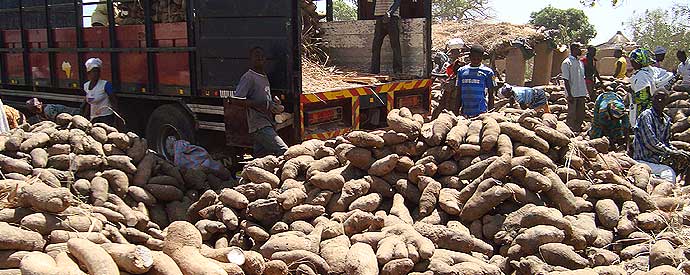 Déchargement d'igname
